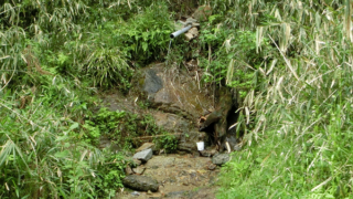 古代池湧水