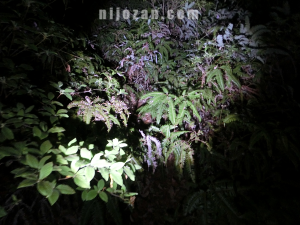 暗い＋草_麻呂子山
