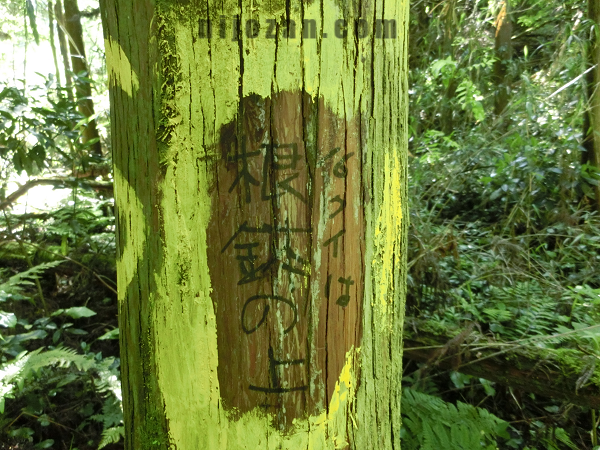 根鉢の上_クイコ谷