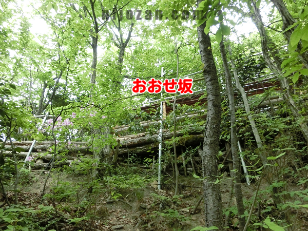 おおせ坂を見上げる