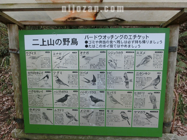 野鳥情報