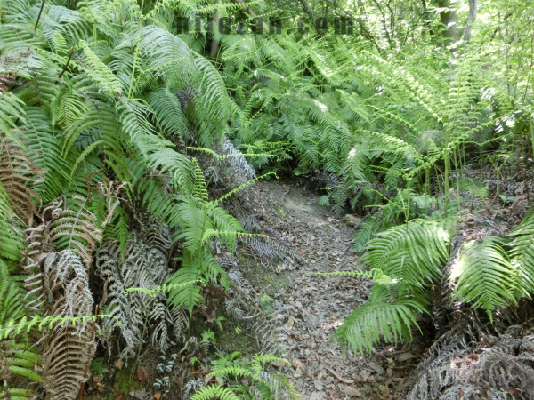 鳶塚登攀